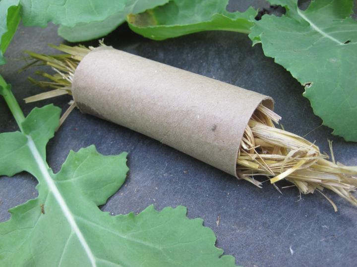 How to Make an Earwig Trap for Your Vegetable Garden Almanac